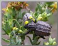 Brachycerus undatus
